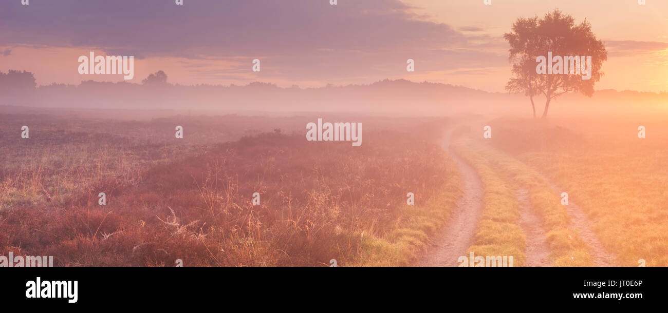 Un chemin à travers la lande aux Pays-Bas sur un beau matin brumeux au lever du soleil. Banque D'Images