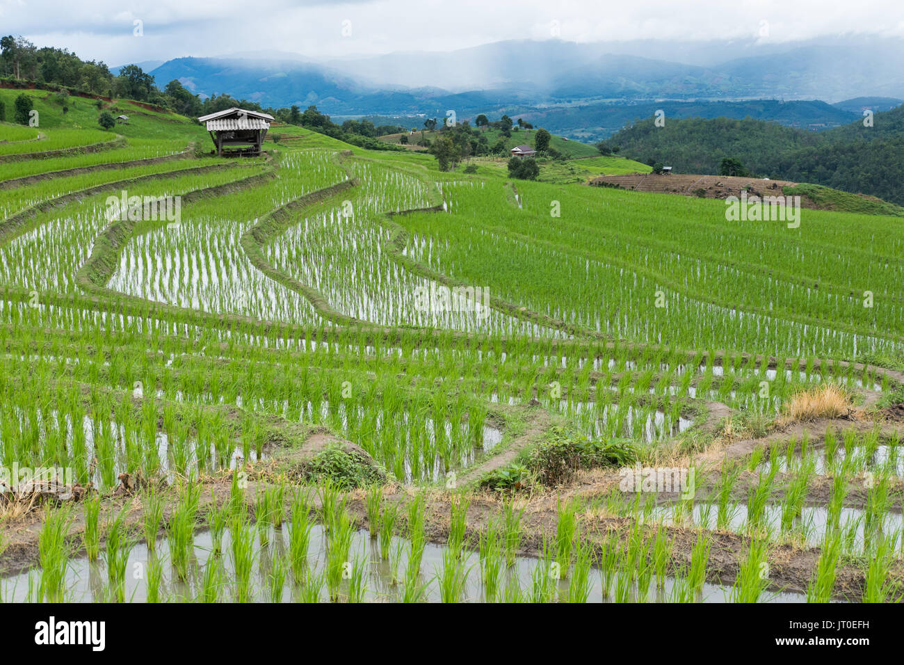 Champ de riz vert sur la terrasse l'mountain valley. belle nature paysage en saison des pluies. L'agriculture, l'industrie de l'agriculture Banque D'Images