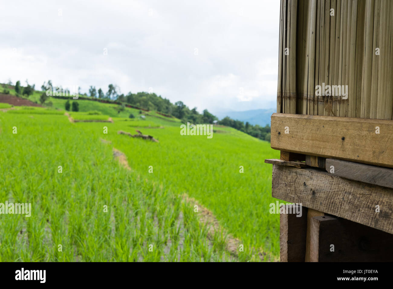 Champ de riz vert sur la terrasse l'mountain valley. belle nature paysage en saison des pluies. L'agriculture, l'industrie de l'agriculture Banque D'Images