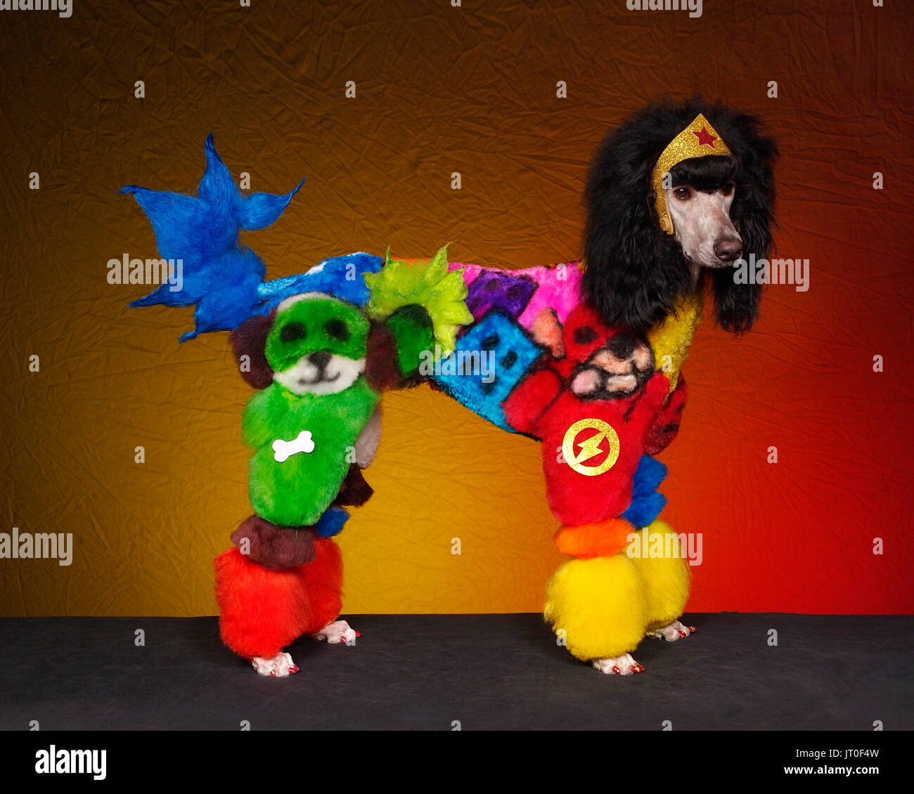 Atlanta Pet Fair, Atlanta, Georgia, USA (mars 2016). Régalez vos yeux sur le la plupart des chats bizarres jamais vous êtes susceptible de repérer avec la permission de l'Amérique Banque D'Images