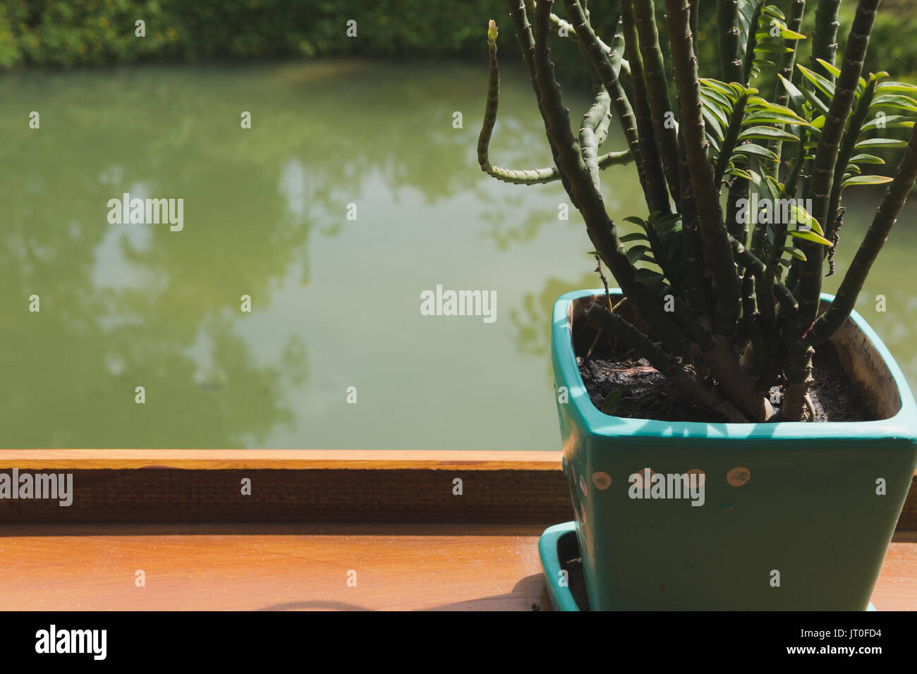 Plante en pot de fleur sur la table de bois avec étang et vue sur le jardin Banque D'Images