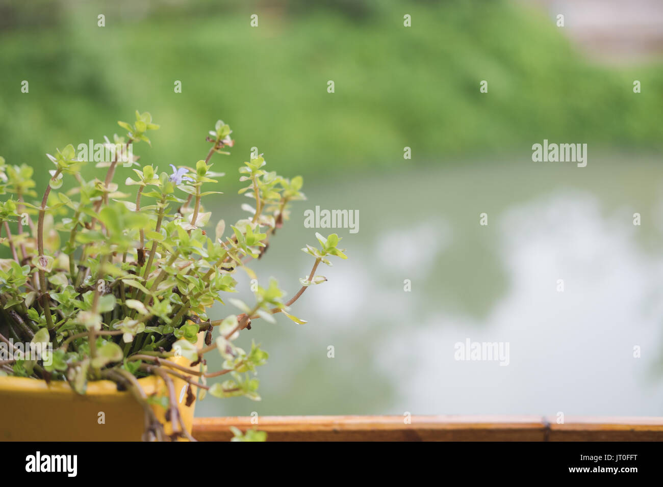 Plante en pot de fleur sur la table de bois avec étang et vue sur le jardin Banque D'Images