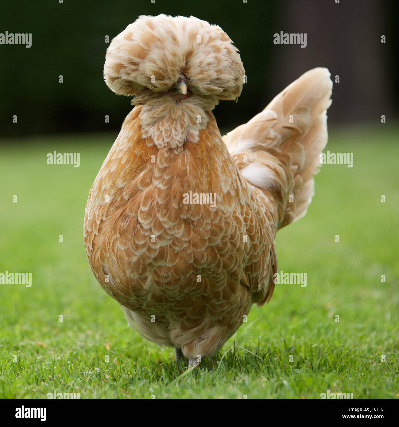 Plumes de poules Banque de photographies et d’images à haute résolution — free download