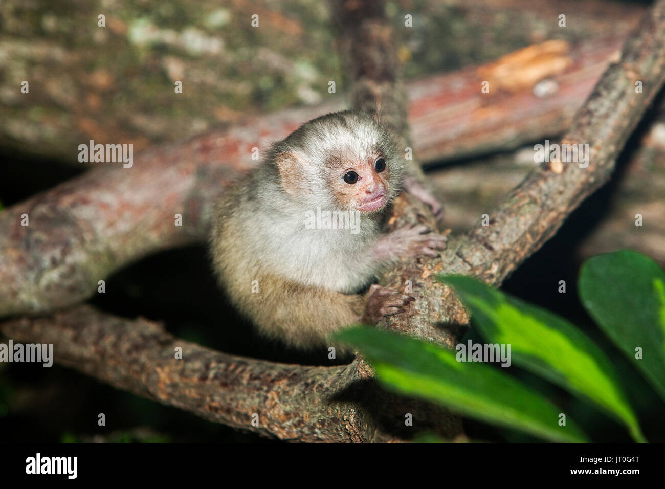 Bebe Ouistiti Argente Argentatus Mico Sur Une Branche Photo Stock Alamy