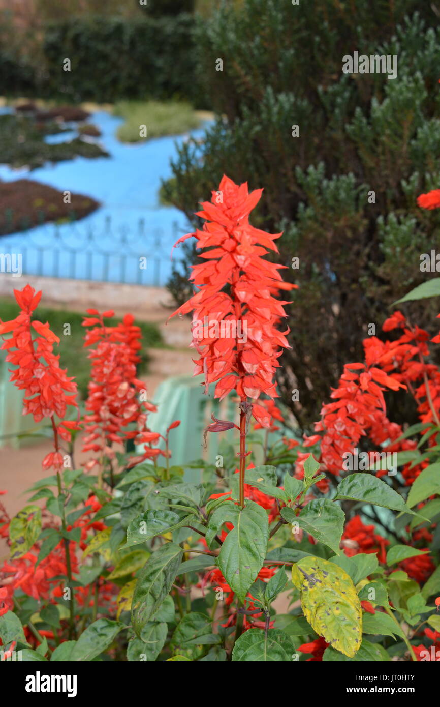 Belles fleurs rouges dans le jardin Banque D'Images