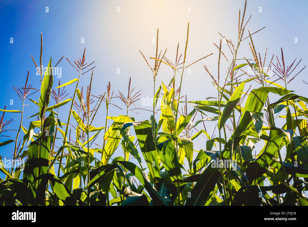 Blazing Sun bas sur un champ de maïs. Banque D'Images