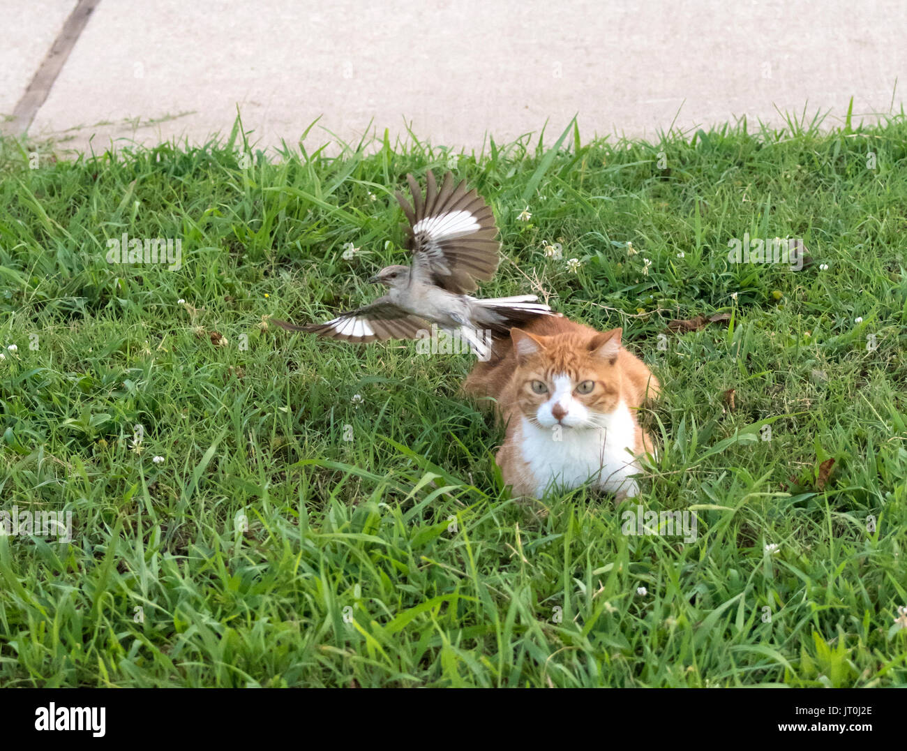 Un Moqueur polyglotte Mimus polyglottos, tente de conduire un chat loin de la proximité de son nid. Banque D'Images