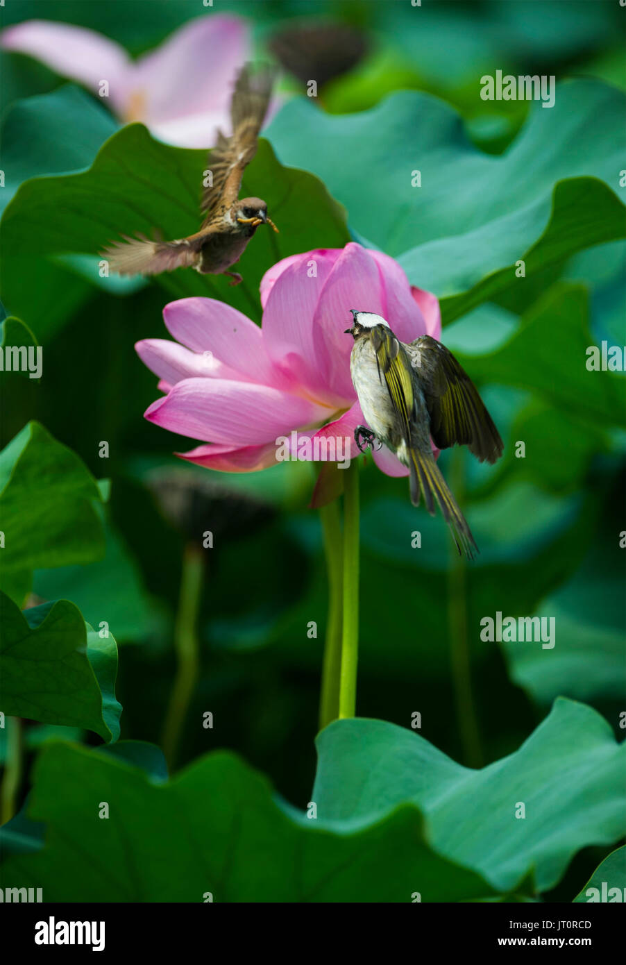 Nanjing, Jiangsu Province de la Chine. 7e août, 2017. Les oiseaux sont à côté d'une fleur de lotus à l'Regnant International park à Nanjing, capitale de la province de Jiangsu, Chine orientale, 7 août 2017. Credit : Feng Xiao/Xinhua/Alamy Live News Banque D'Images