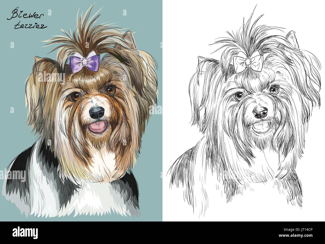 Biewer terrier couleur portrait sur fond bleu turquoise et noir sur fond blanc vector dessin illustration Illustration de Vecteur