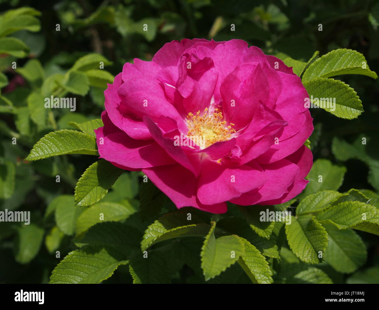 Gros plan d'une rose sauvage (Rosa gallica?) Fleur trouvée dans un jardin de Glebe, Ottawa, Ontario, Canada. Banque D'Images