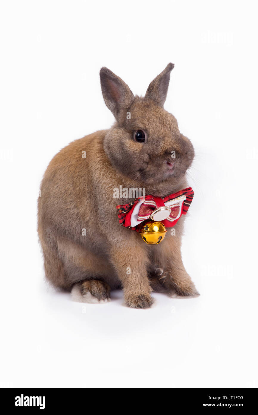 Brown netherland dwarf rabbit avec cravate rouge assis sur fond blanc. Banque D'Images