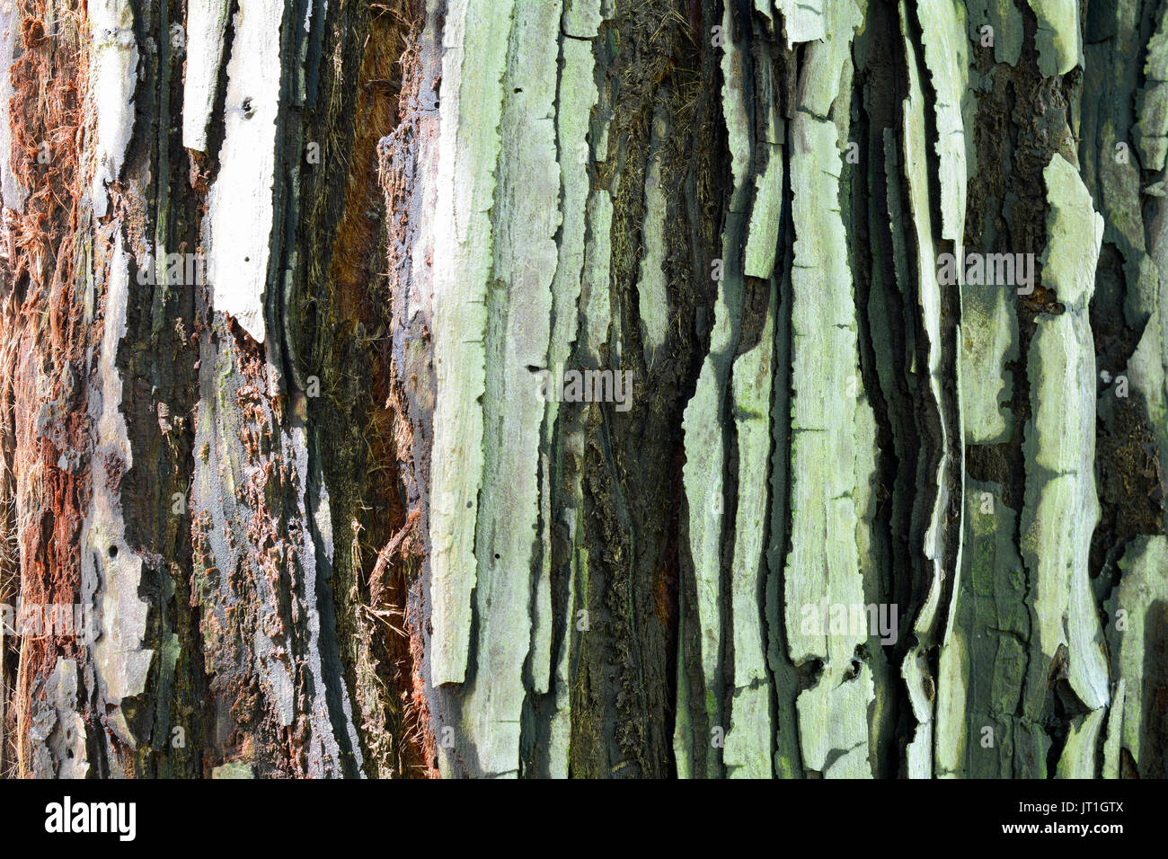 L'écorce d'un jeune Sequoia sempervirens côtières, avec les couleurs vert, noir, blanc et brun - texturé ou l'arrière-plan Banque D'Images