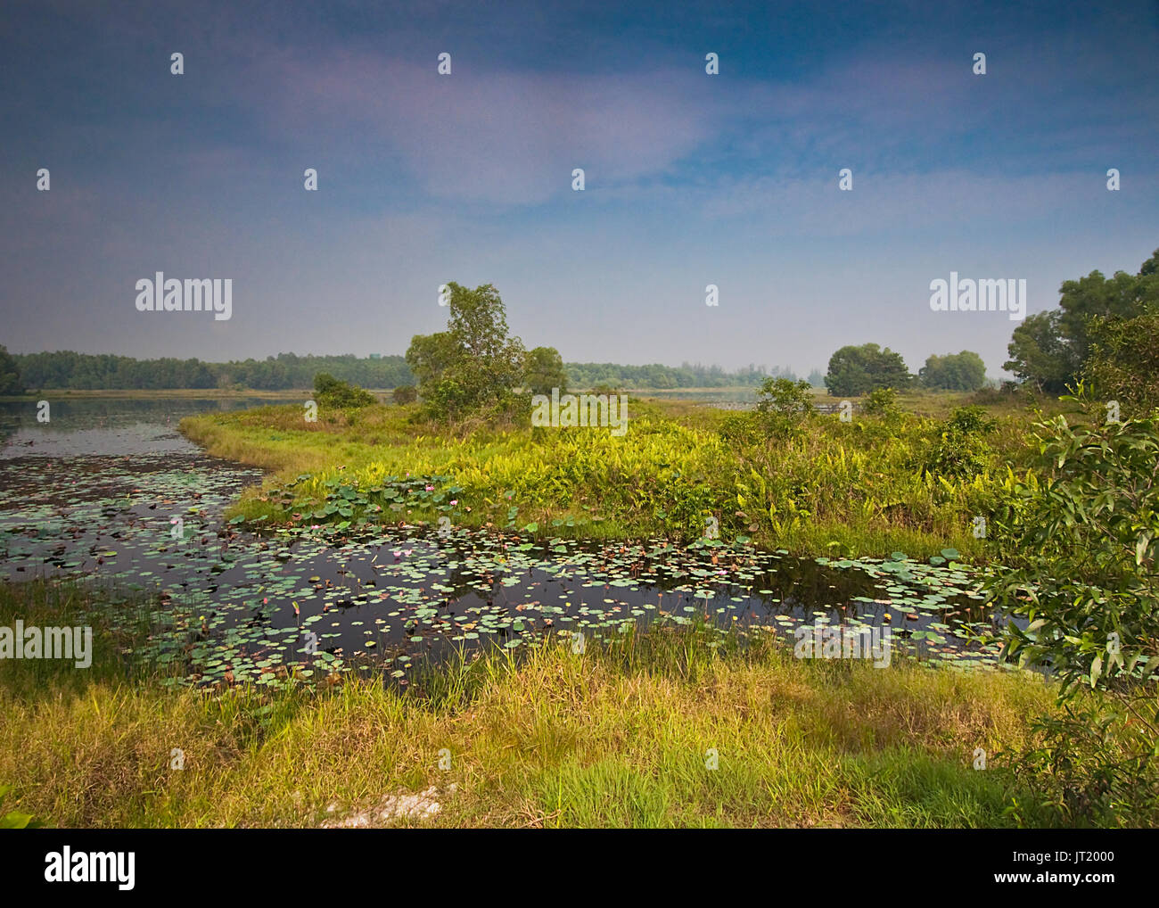 Paya Indah Reservior Swamp Park à Dengkil Selangor Malaisie Banque D'Images