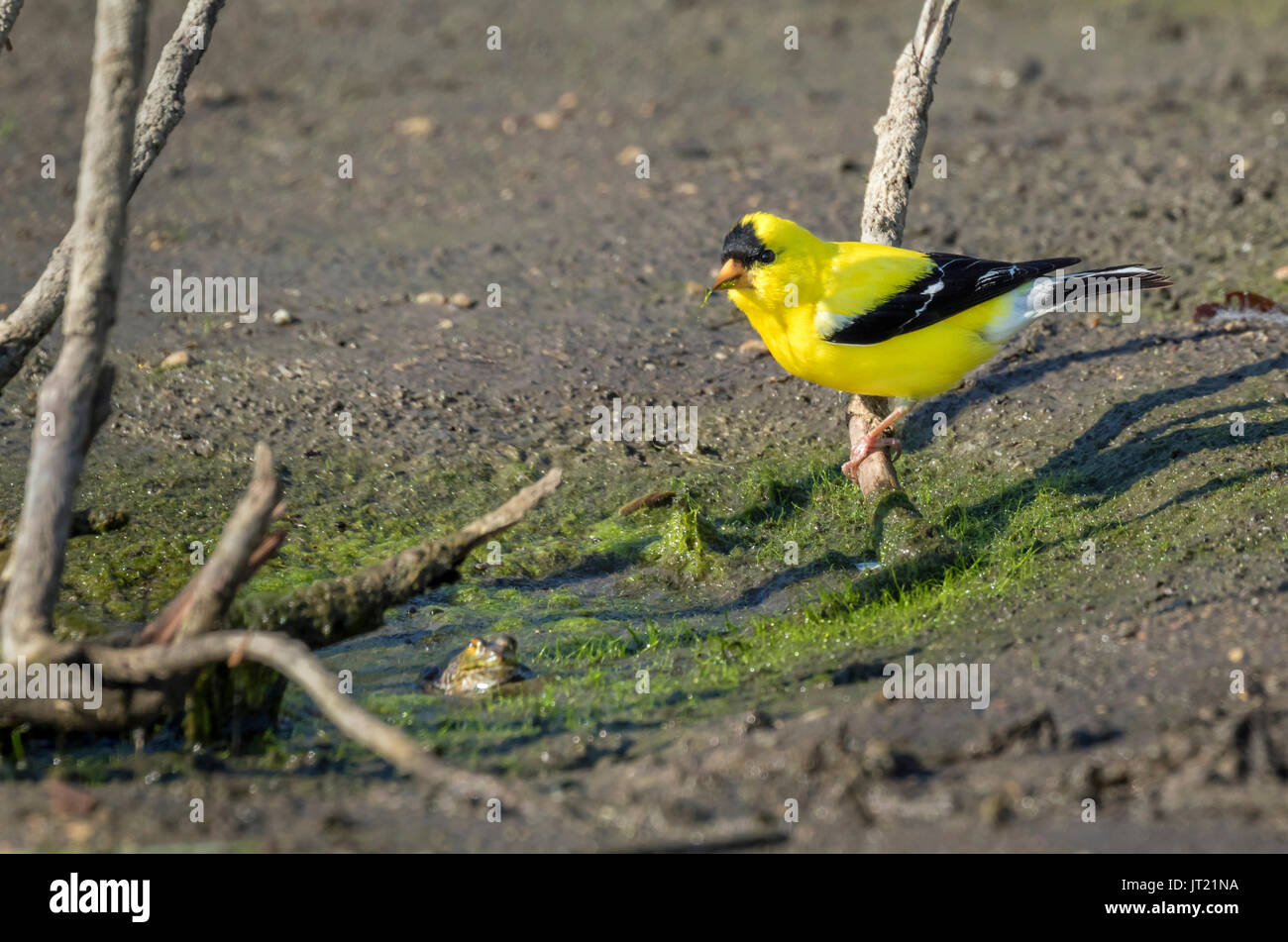 Chardonneret jaune (Spinus tristis), mâle adulte, algues manger au bord d'un lac de la forêt, à côté d'une grenouille. Ames, Iowa, USA. Banque D'Images