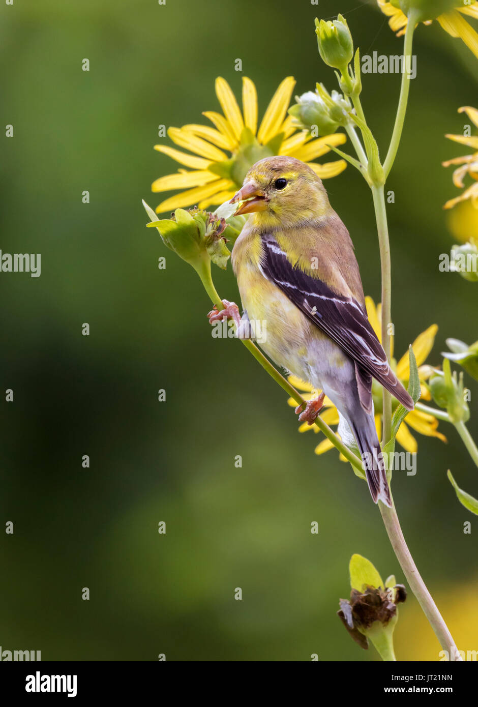 Chardonneret jaune (Spinus tristis) femmes de manger des graines de la plante (fleurs boussole Silphium laciniatum) à un pré, Ames, Iowa, USA Banque D'Images