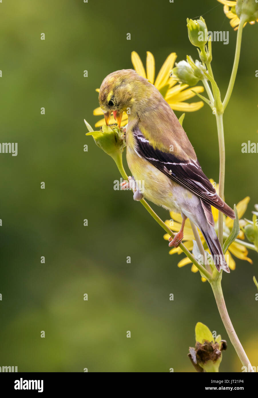 Chardonneret jaune (Spinus tristis) femmes de manger des graines de la plante (fleurs boussole Silphium laciniatum) à un pré, Ames, Iowa, USA Banque D'Images