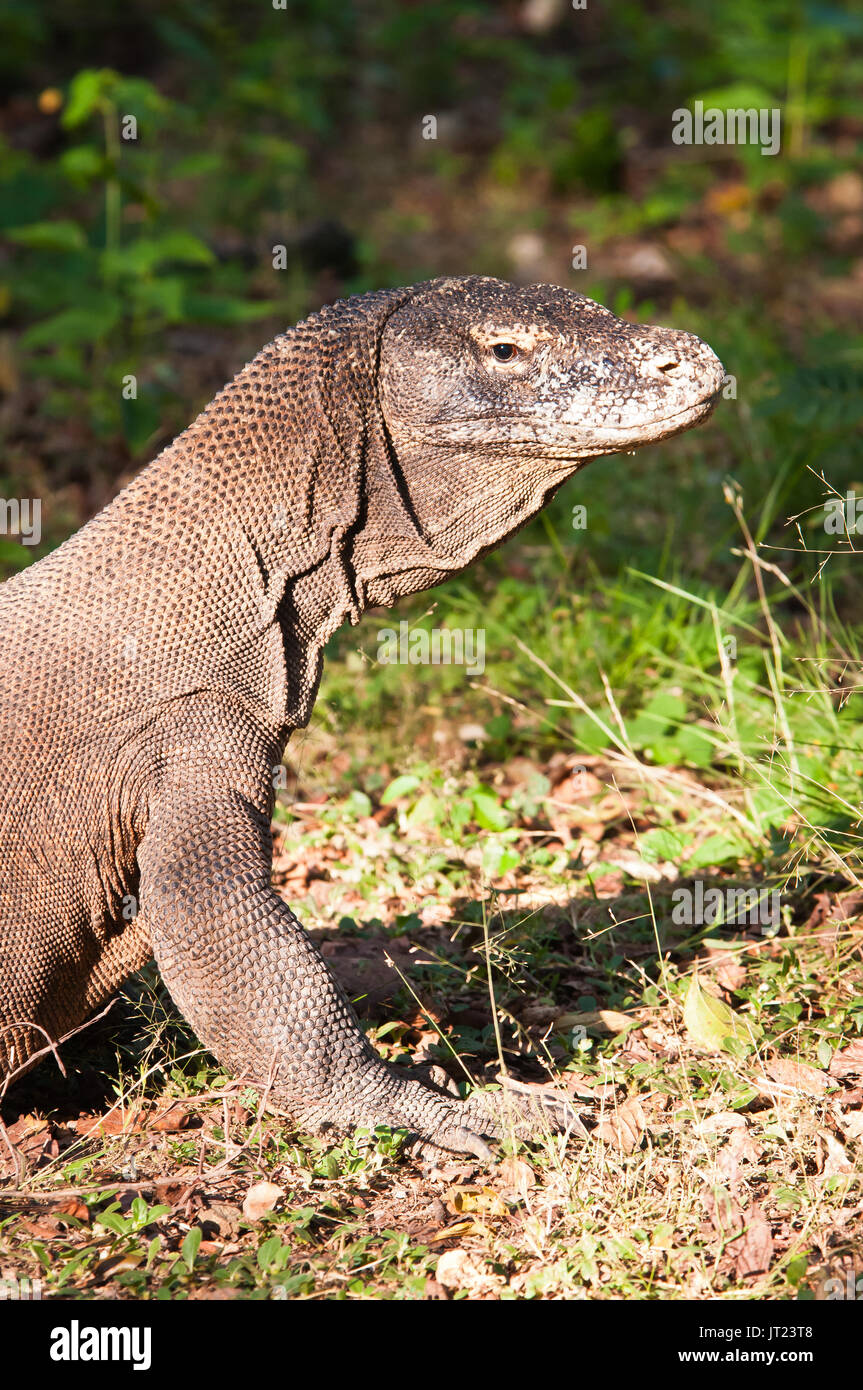 Dragon de Komodo Portrait présente la peau froissée, écailleuse. Banque D'Images