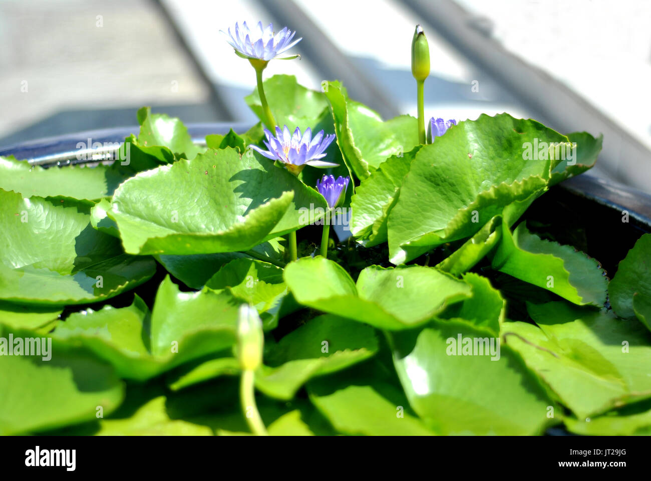 Dans la matinée du lotus pourpre pot Banque D'Images