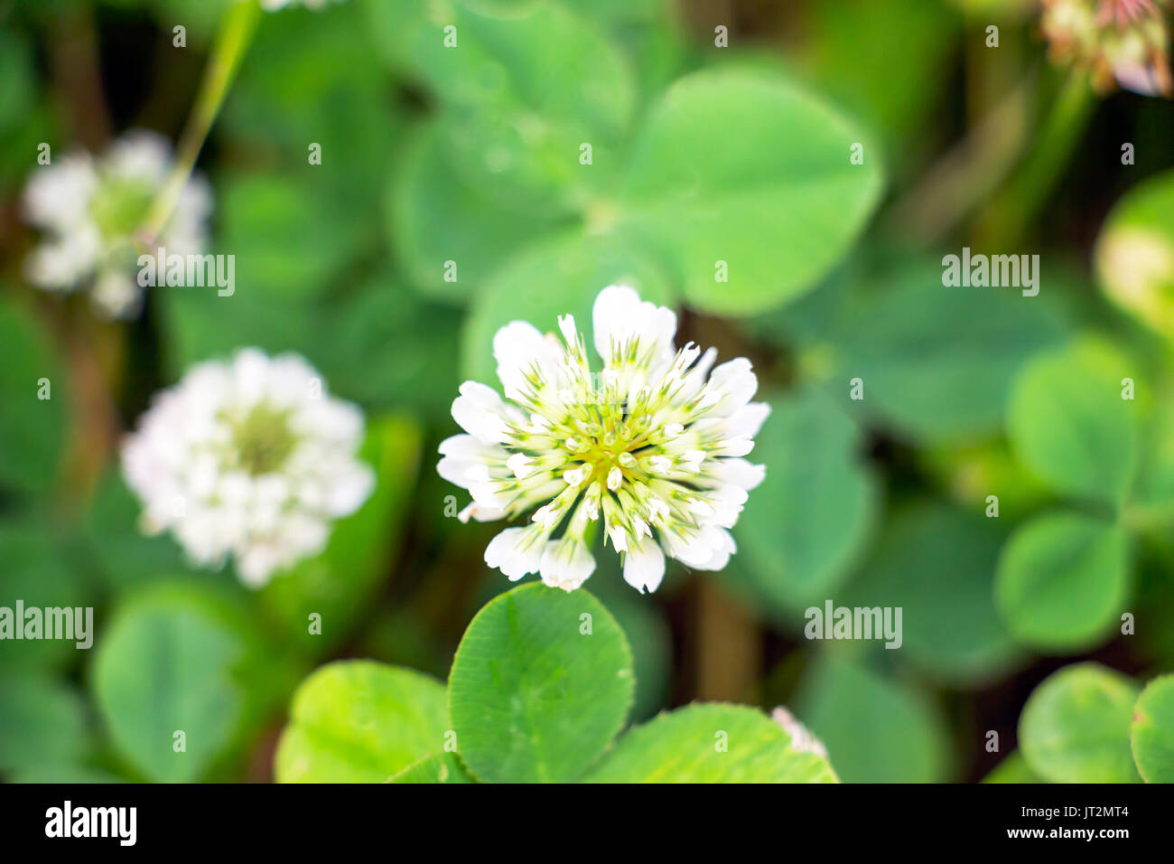 Fleur de trèfle blanc Banque D'Images