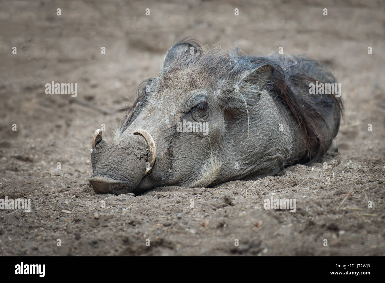 Un phacochère allongé sur le sol endormi Banque D'Images