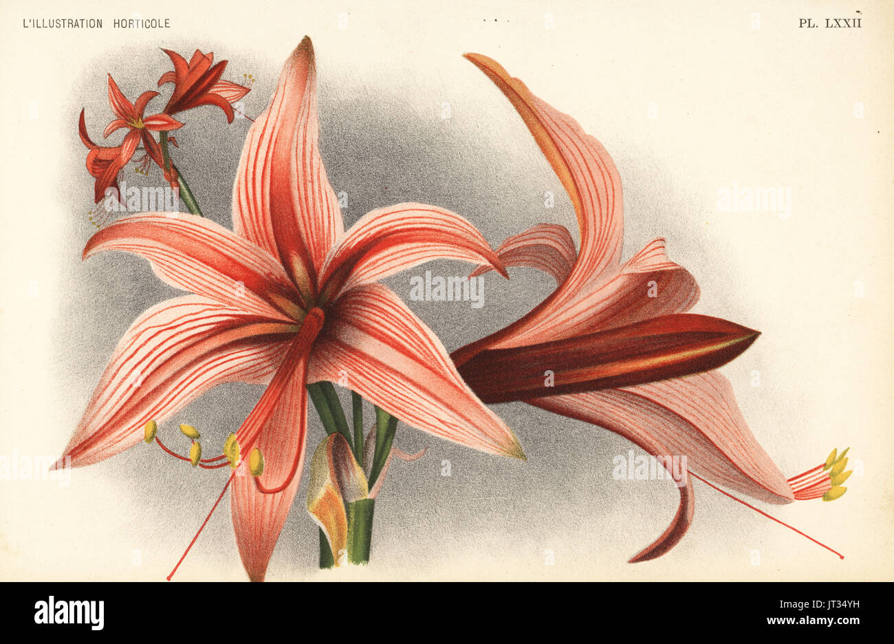 Hippeastrum Hippeastrum (stylosum muesserianum). Chromolithographie de Pieter De Pannemaeker après une illustration par J. De Bosschere Jean de Linden's l'Illustration horticole, Bruxelles, 1896. Banque D'Images