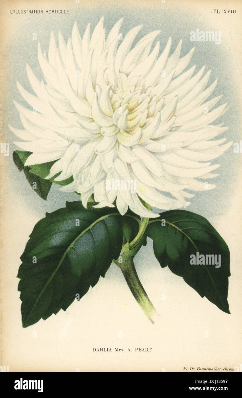 Dahlia hybride, Mme UN Peart, le livre blanc original variété de cactus, soulevée par Thomas S. Ware de Tottenham. Chromolithographie par P. De Pannemaeker de Jean Linden's l'Illustration horticole, Bruxelles, 1894. Banque D'Images