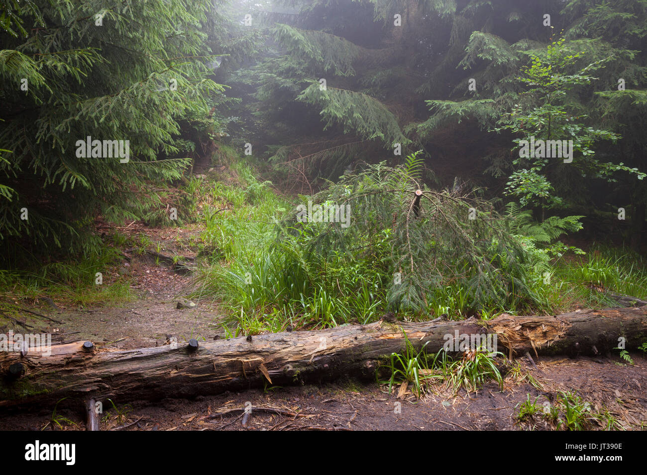 FTree tronc et brouillard dans le parc national de la forêt noire, Bade-Wurtemberg, Allemagne, Europe Banque D'Images