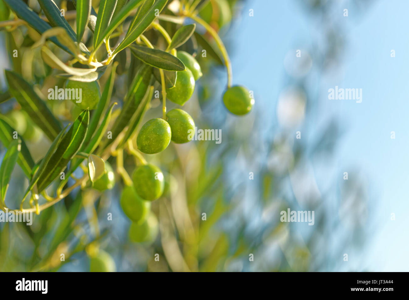 Olives vertes sur un olivier - close up shot en plein air Banque D'Images