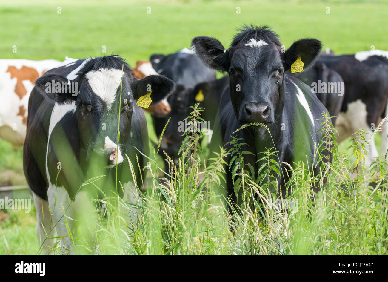 Le noir et blanc vaches dans un champ au Royaume-Uni, regardant la caméra. Banque D'Images