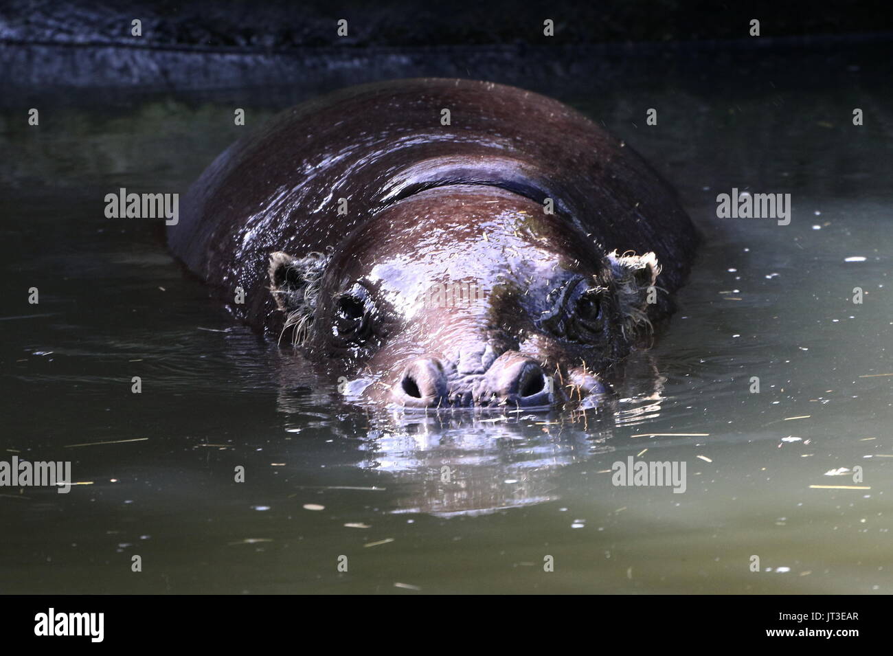 Hippopotame pygmée de l'Afrique de l'Ouest (Hexaprotodon liberiensis Choeropsis liberiensis), Banque D'Images