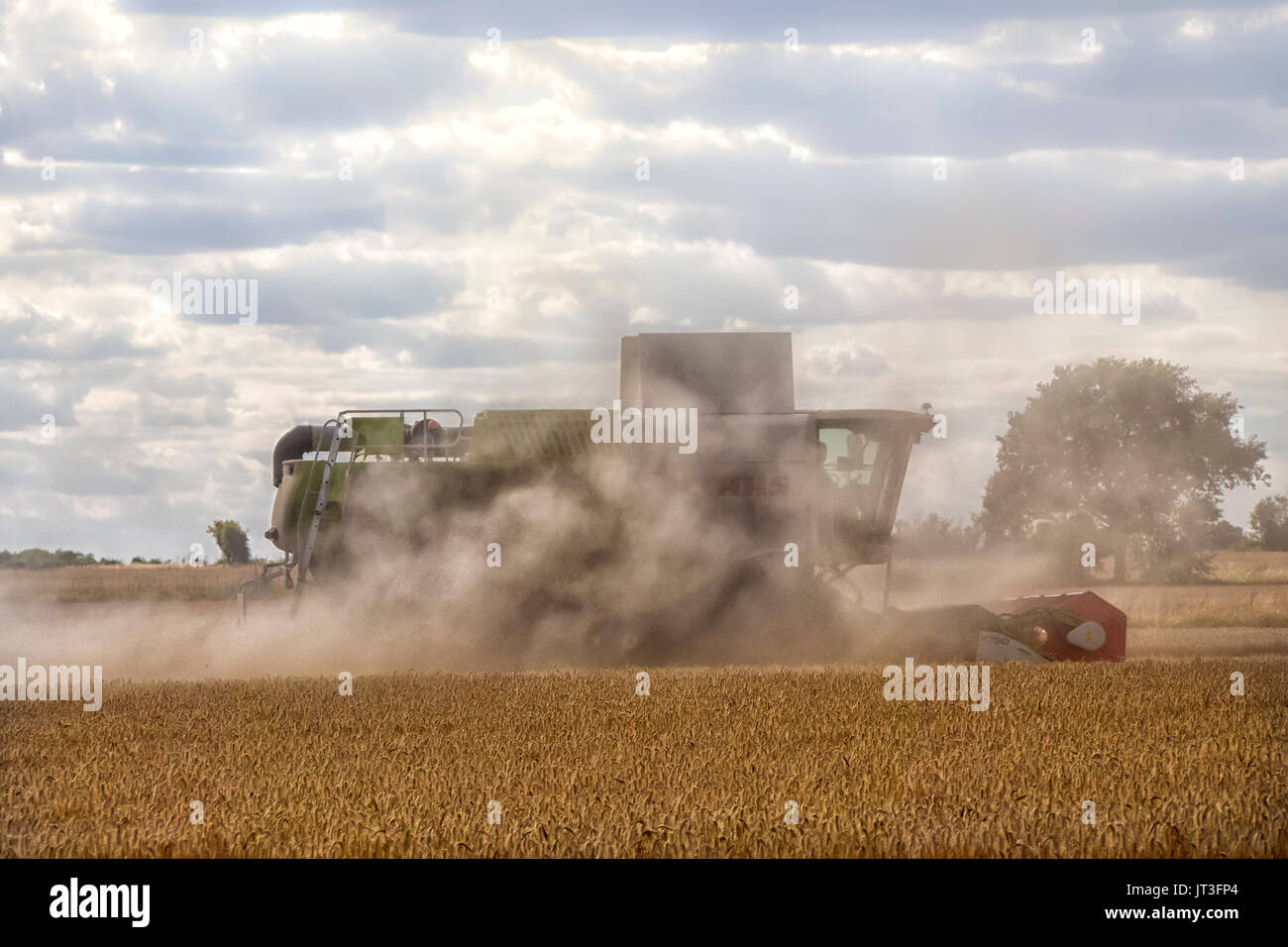 ROCHFORD, ESSEX, Royaume-Uni - 06 AOÛT 2017 : la moissonneuse-batteuse Claas récolte du blé dans un champ rural d'Essex, dans un nuage de poussière Banque D'Images