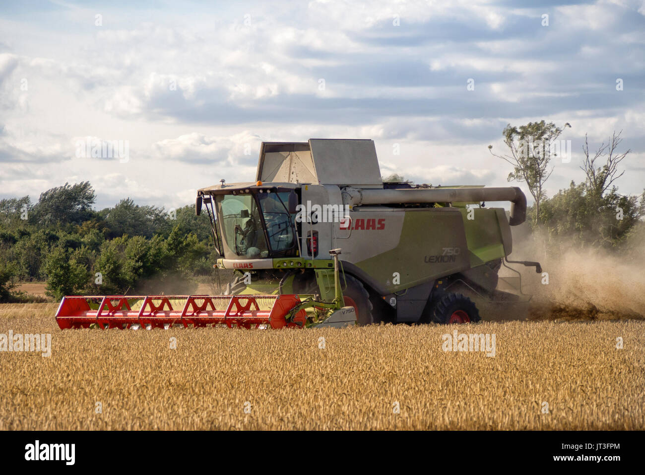 ROCHFORD, ESSEX, Royaume-Uni - 06 AOÛT 2017 : récolte de blé par moissonneuse-batteuse dans un champ rural d'Essex Banque D'Images