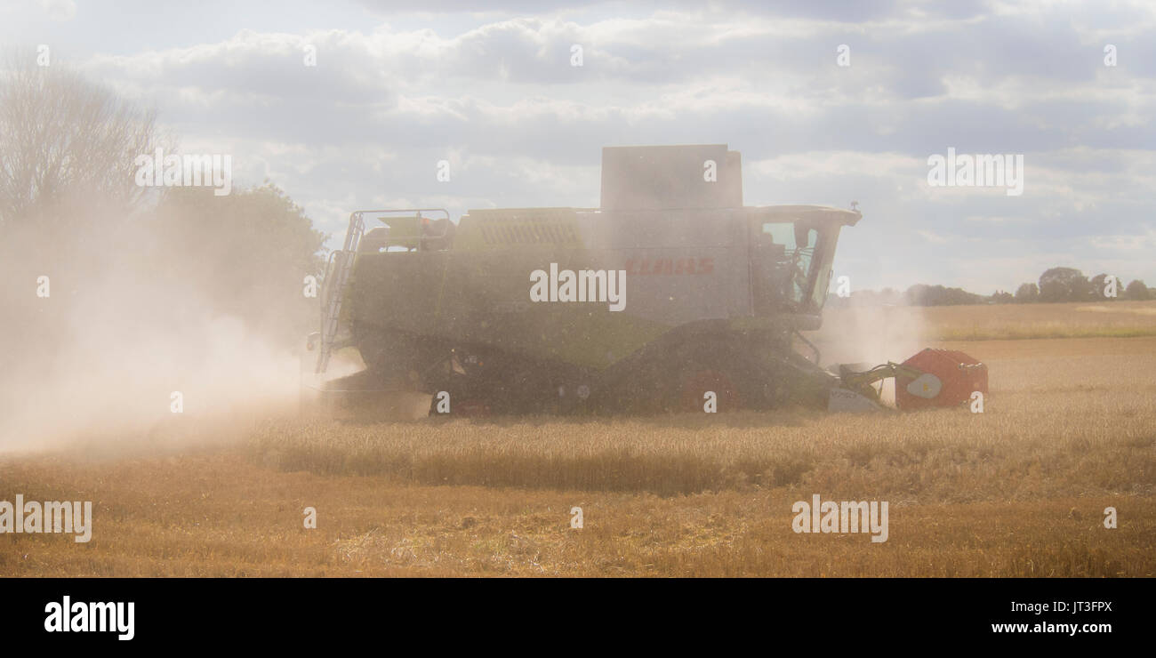 ROCHFORD, ESSEX, Royaume-Uni - 06 AOÛT 2017 : la moissonneuse-batteuse Claas récolte du blé dans un champ rural d'Essex, dans un nuage de poussière Banque D'Images