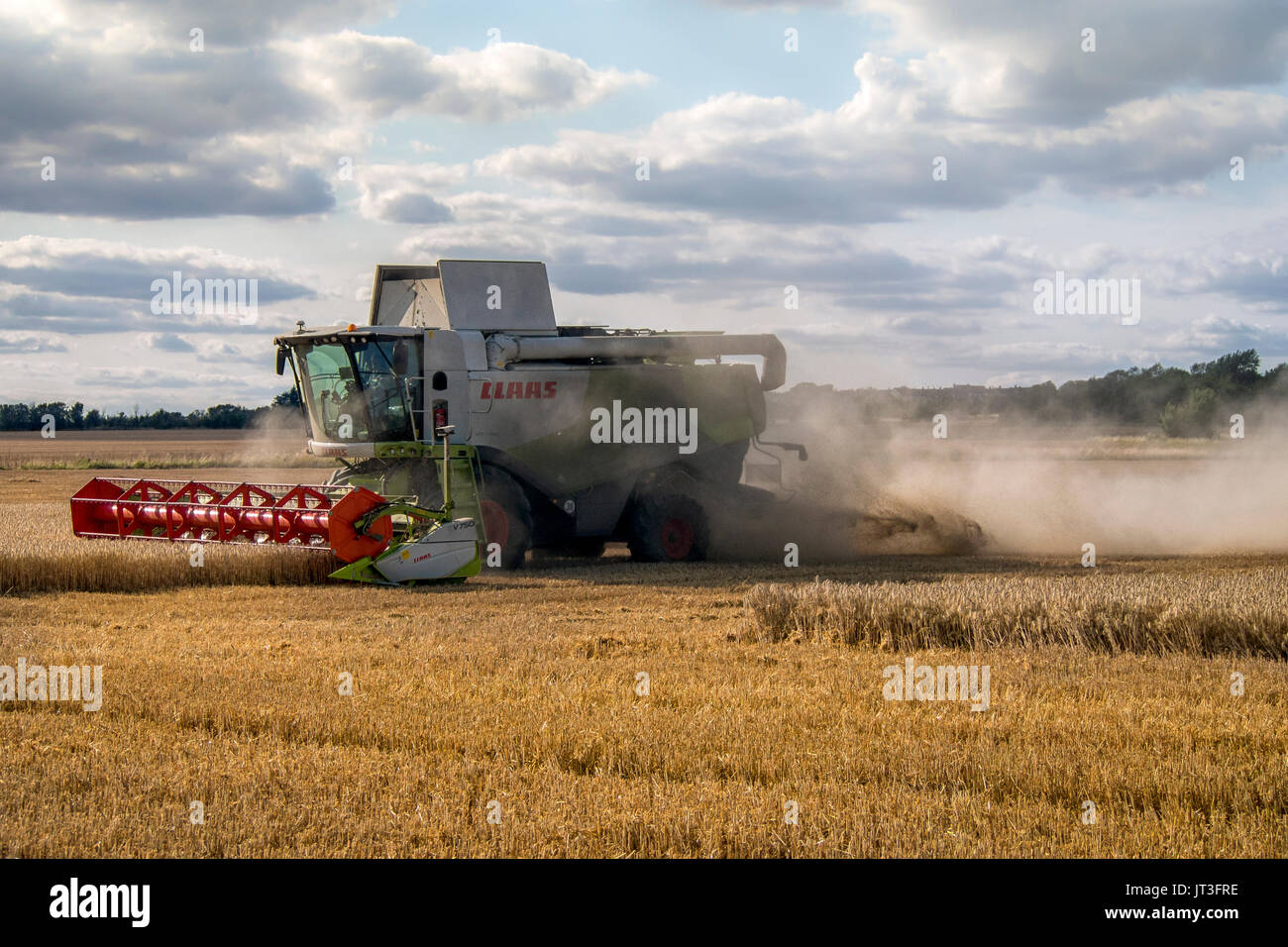 ROCHFORD, ESSEX, Royaume-Uni - le 06 AOÛT 2017 : Claas récolte du blé dans un champ rural d'Essex en travaillant avec un nuage de poussière derrière lui Banque D'Images