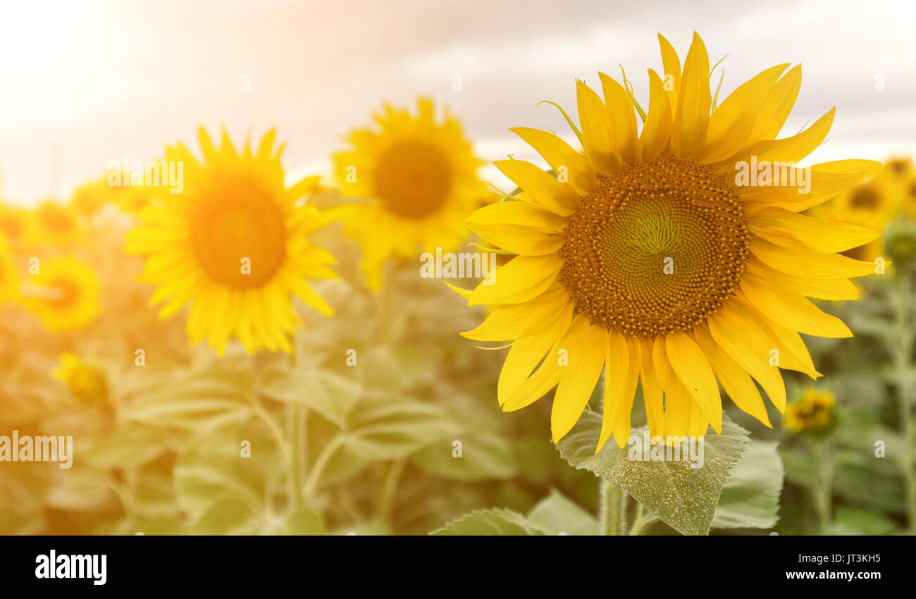 Champ de tournesols . Close up of sunflower contre un champ sur une journée ensoleillée d'été Banque D'Images