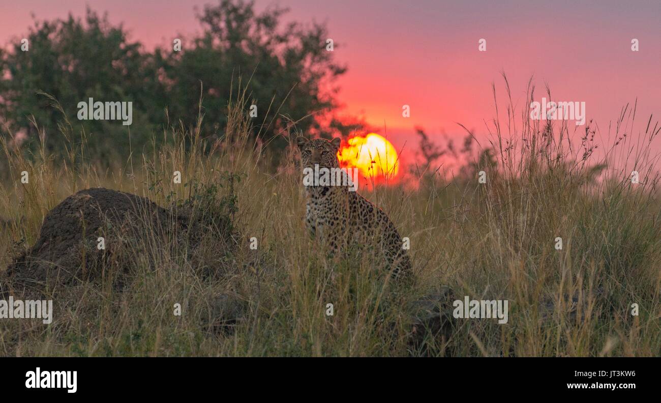 Belle faune Africaine Banque D'Images
