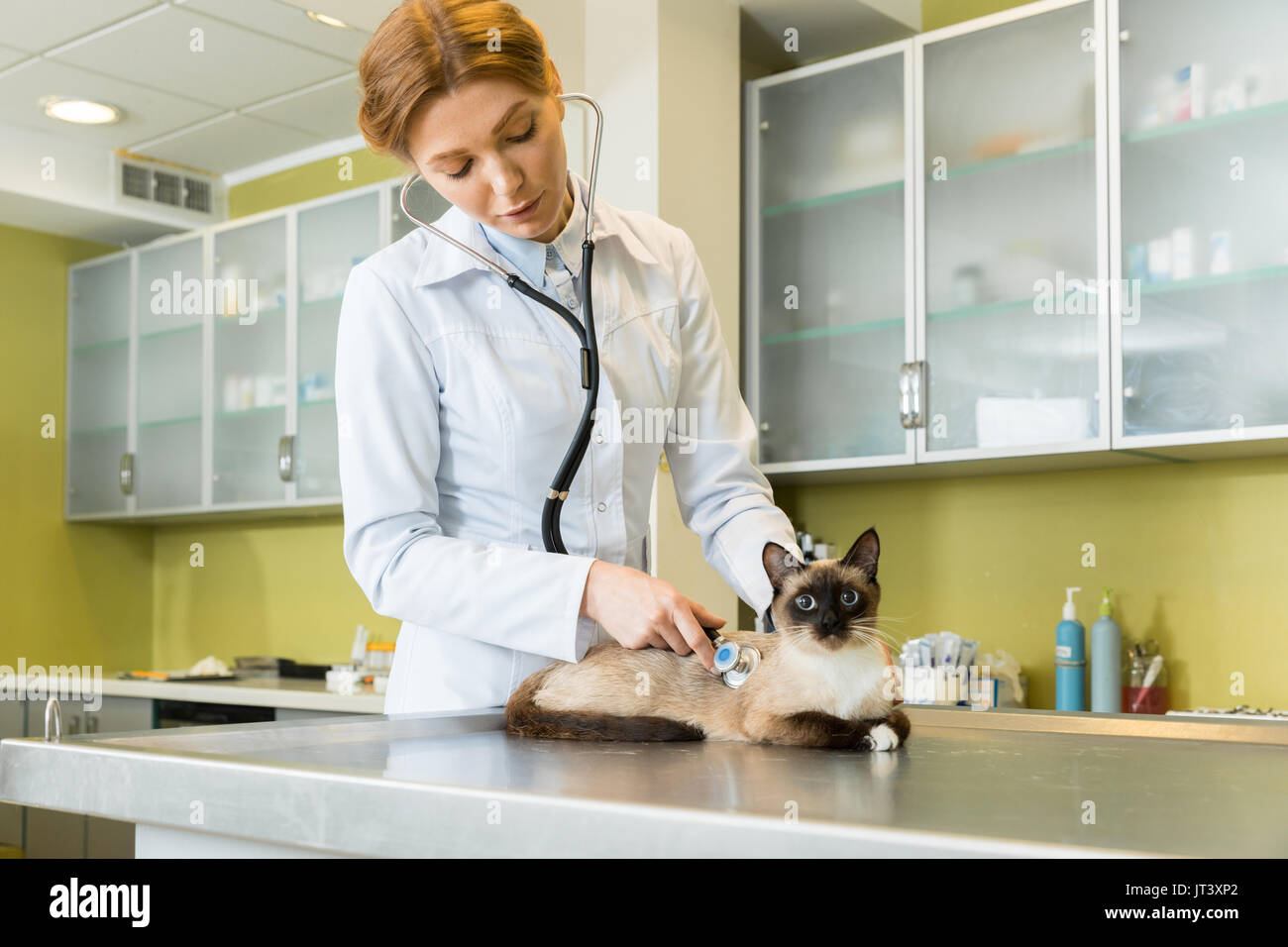 Femme ausculting vétérinaire chat avec stéthoscope à la clinique Banque D'Images