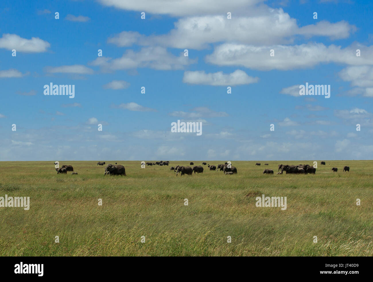 Un troupeau d'éléphants qui paissent dans les prairies du Serengeti Banque D'Images