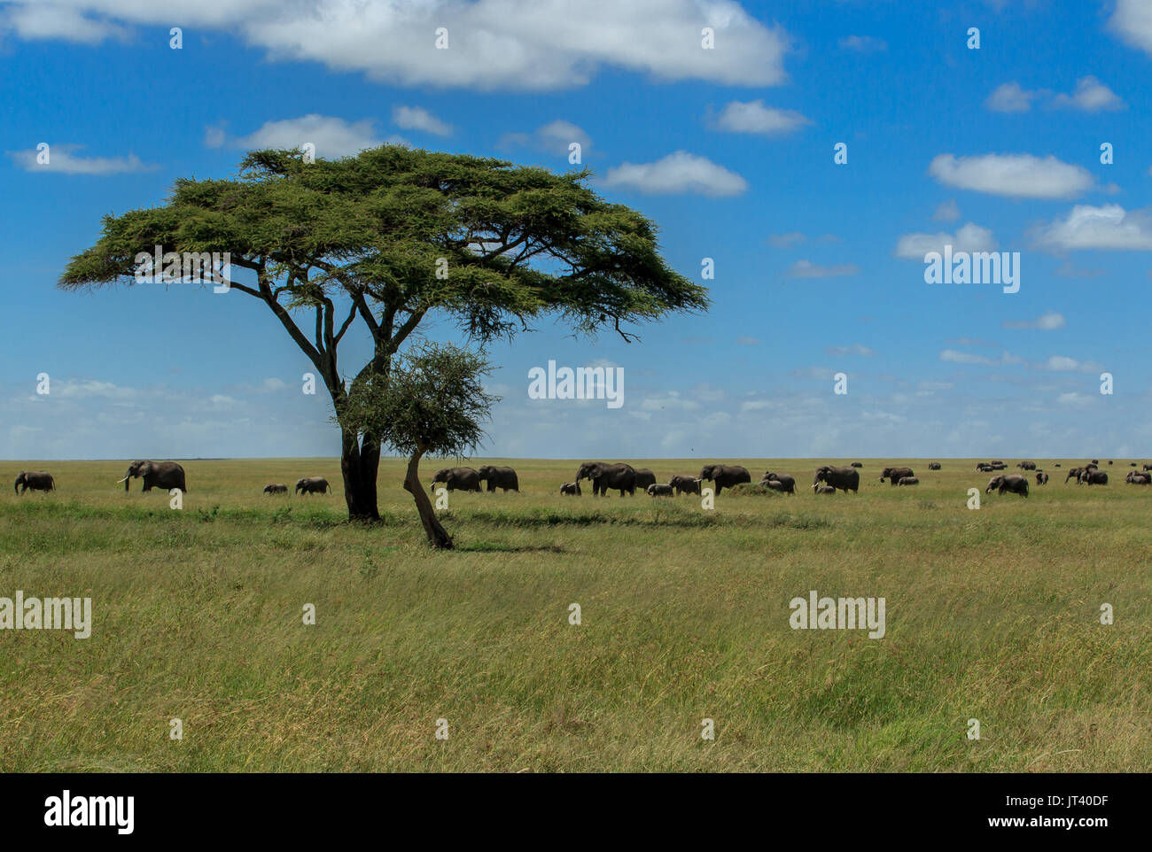 Un troupeau d'éléphants qui paissent dans les prairies du Serengeti Banque D'Images