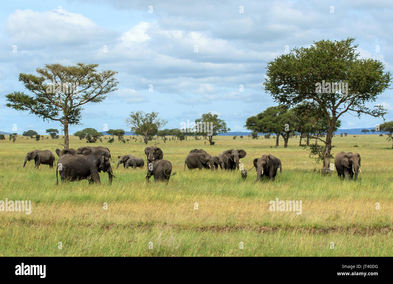 Un troupeau d'éléphants qui paissent dans les prairies du Serengeti Banque D'Images