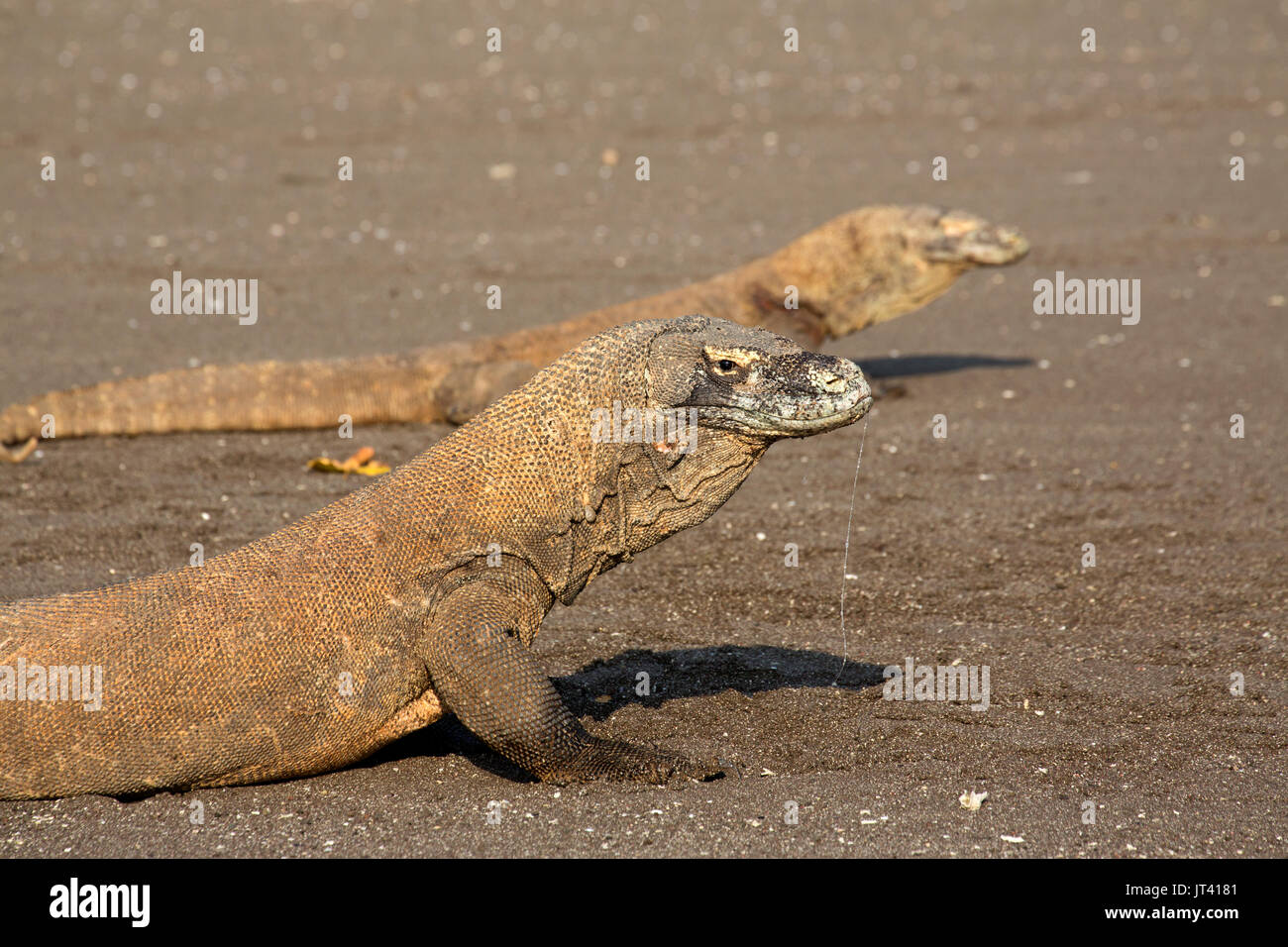 Dragon de Komodo (Varanus komodoensis) dans la région du Parc National de Komodo, avec des gouttes de salive. Leur salive contient 60 types de bactéries mortelles. Banque D'Images