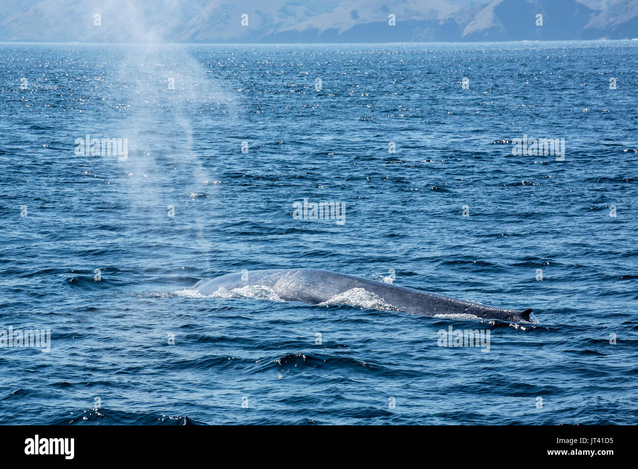 Le rorqual bleu (Balaenoptera musculus brevicauda) dans les eaux de l'Indonésie, à venir jusqu'à la surface pour respirer un peu Banque D'Images