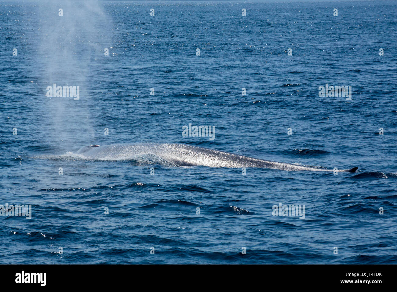 Le rorqual bleu (Balaenoptera musculus brevicauda) dans les eaux de l'Indonésie, à venir jusqu'à la surface pour respirer un peu Banque D'Images