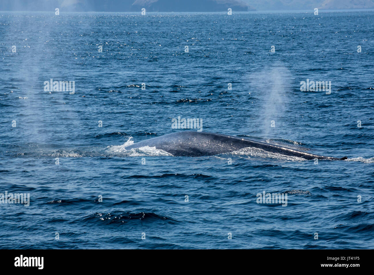 Le rorqual bleu (Balaenoptera musculus brevicauda) dans les eaux de l'Indonésie, à venir jusqu'à la surface pour respirer un peu Banque D'Images
