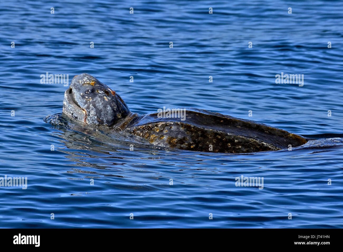 Tortue luth (Dermochelys coriacea) à la surface à côté du bateau d'observation des baleines Banque D'Images