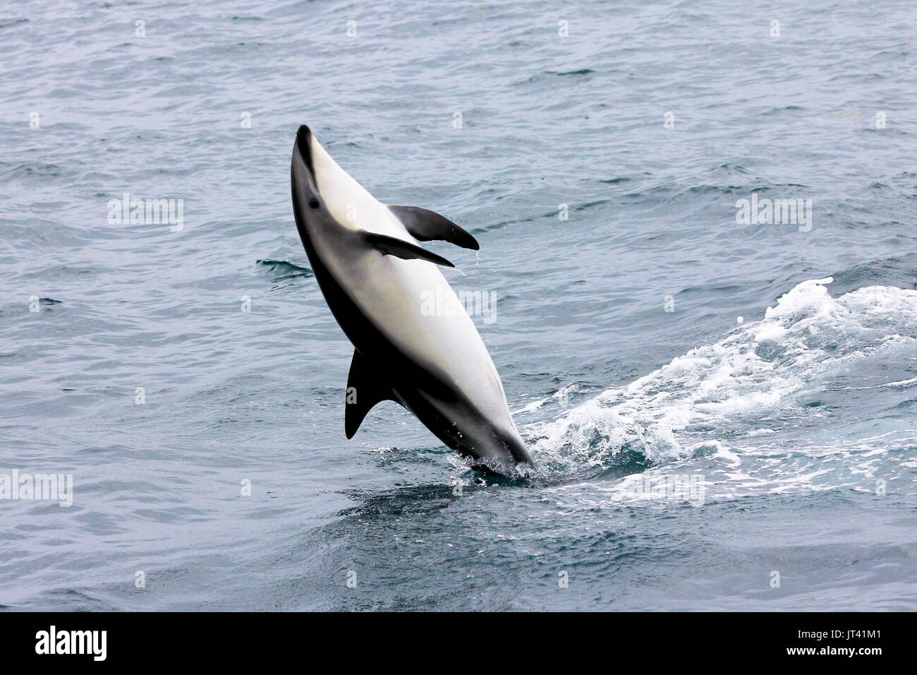 Dusky Dolphin (Lagenorhynchus obscurus) marche arrière dans les eaux de Kaikoura Banque D'Images