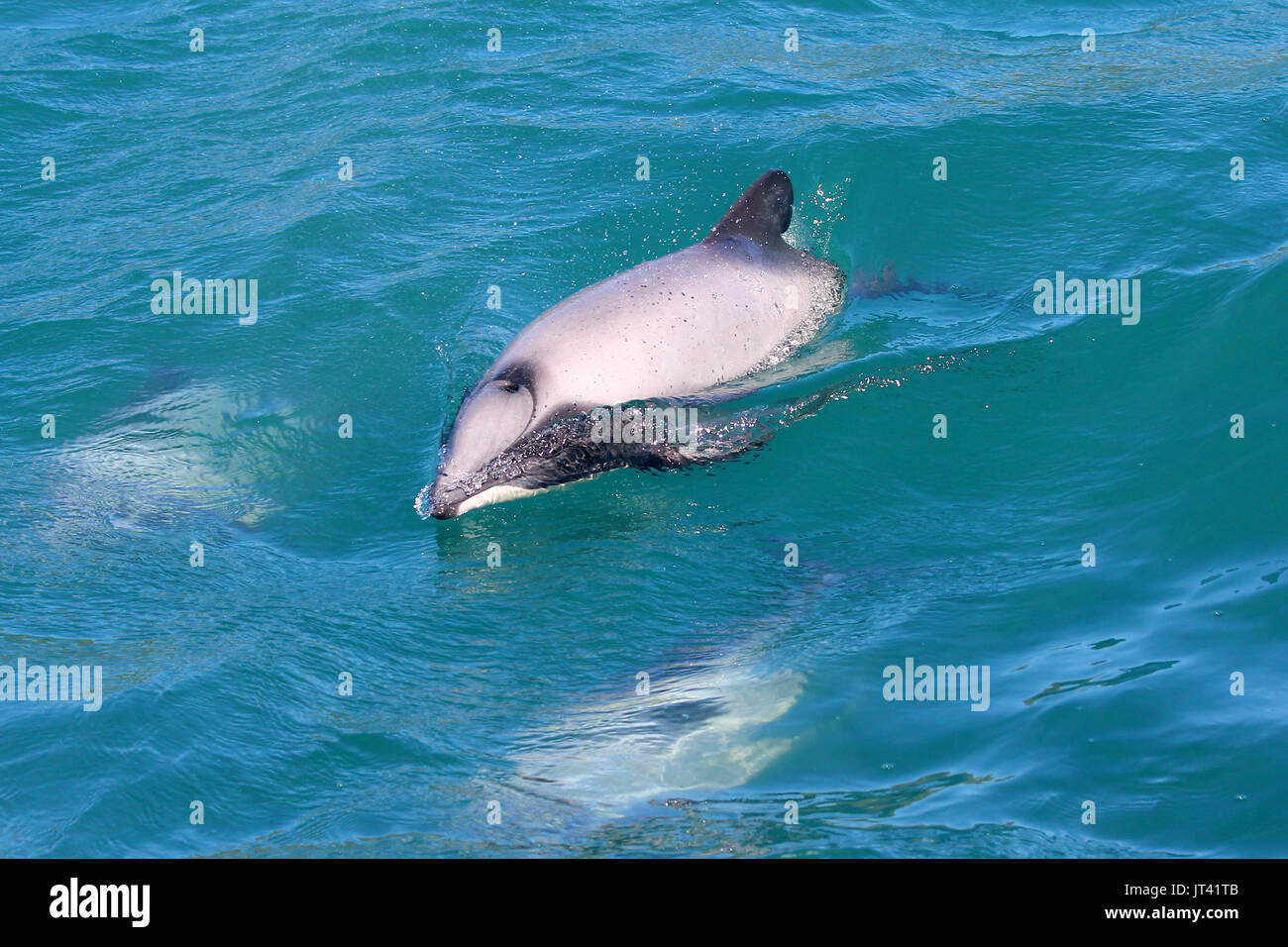 Les Dauphins de Hector (Cephalorhynchus hectori) à la surface à côté du bateau d'observation des dauphins, de consulter les personnes à bord Banque D'Images