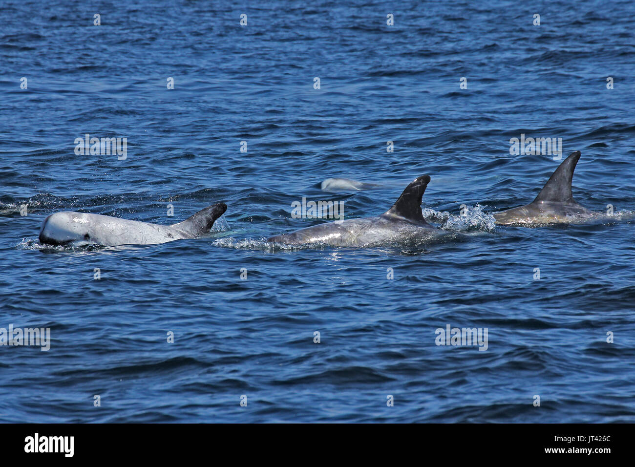 Dauphin de Risso (Grampus griseus) socializing at Monterey Bay Banque D'Images