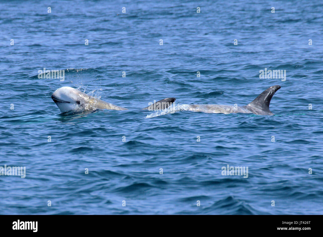 Dauphin de Risso (Grampus griseus) socializing at Monterey Bay Banque D'Images