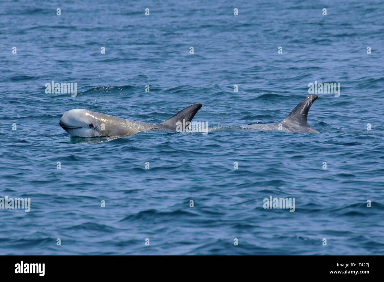 Dauphin de Risso (Grampus griseus) socializing at Monterey Bay Banque D'Images